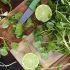 Watercress salad ingredient
